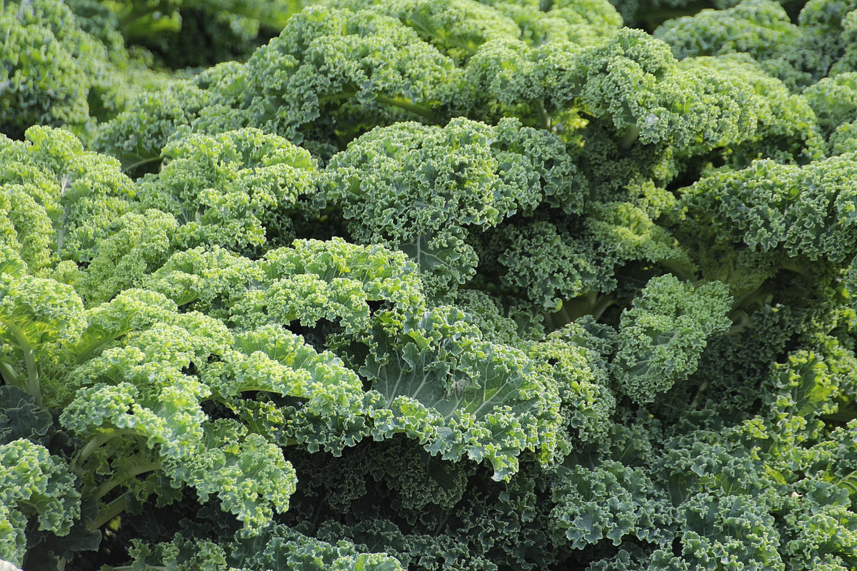 Supercharge Your Body with Green Superfood Powder