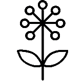 Dong quai icon